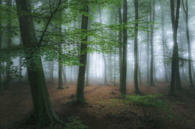 Hövelhofer Wald in Paderborn - Artur Maslenkov